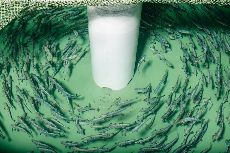 GM salmon farmer closes IPO to raise over $65 million