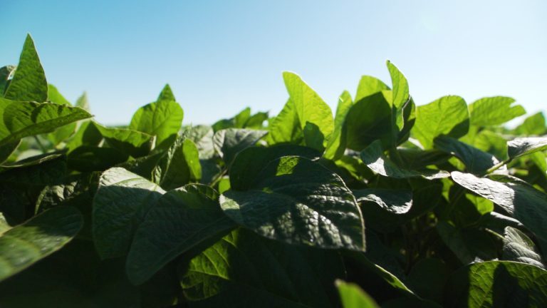 “Not all Brazilian soy producers are alike”