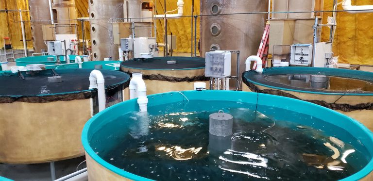 Land-based GM salmon farmer announces public offering of common stock to fund to $175 million third site