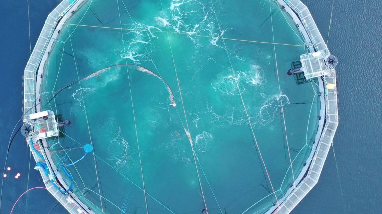 Stocked with 495,000 smolts, Cermaq Canada launches semi-closed containment system pilot