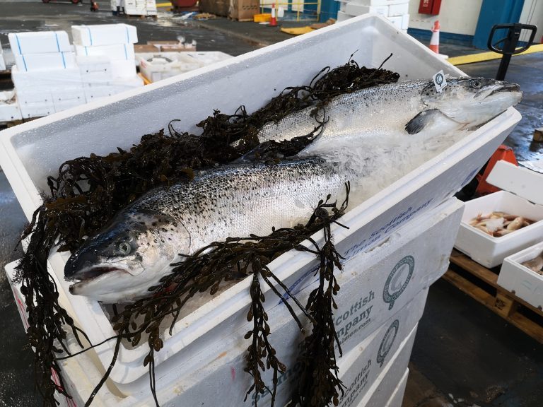 Repeal new exporting paperwork, say SSPO: “Scottish premium is highly prized but, once lost, will be hard to recover”