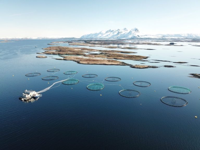Turnaround for next week’s salmon prices