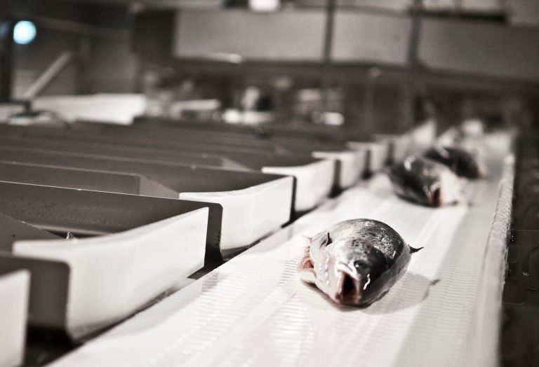 “Marel Fish delivered record orders where salmon was clearly on the menu”