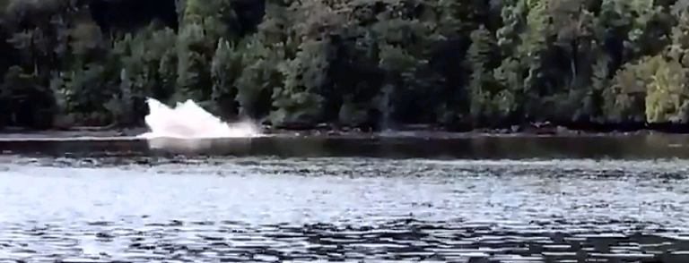 Orcas filmed attacking and killing sei whales near Mowi salmon farm