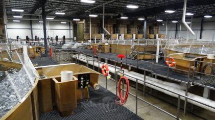 Indiana grow out area. PHOTO: Aquabounty