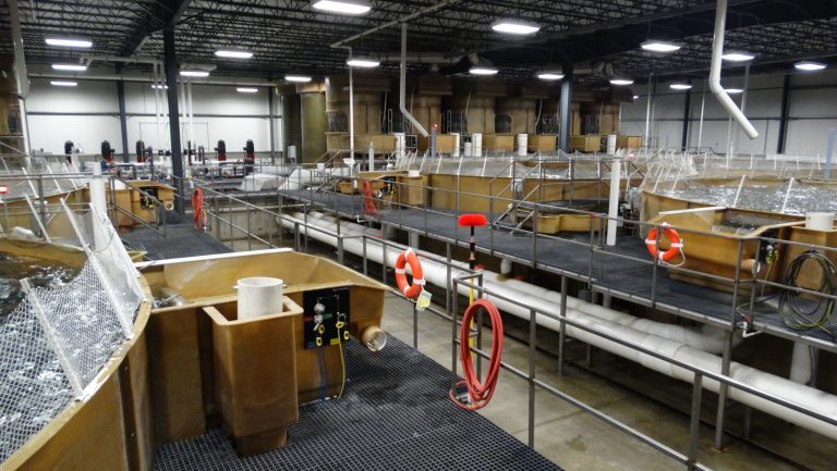 AquaBounty posts $6.1 million loss, commercial harvest of GM salmon temporarily on hold