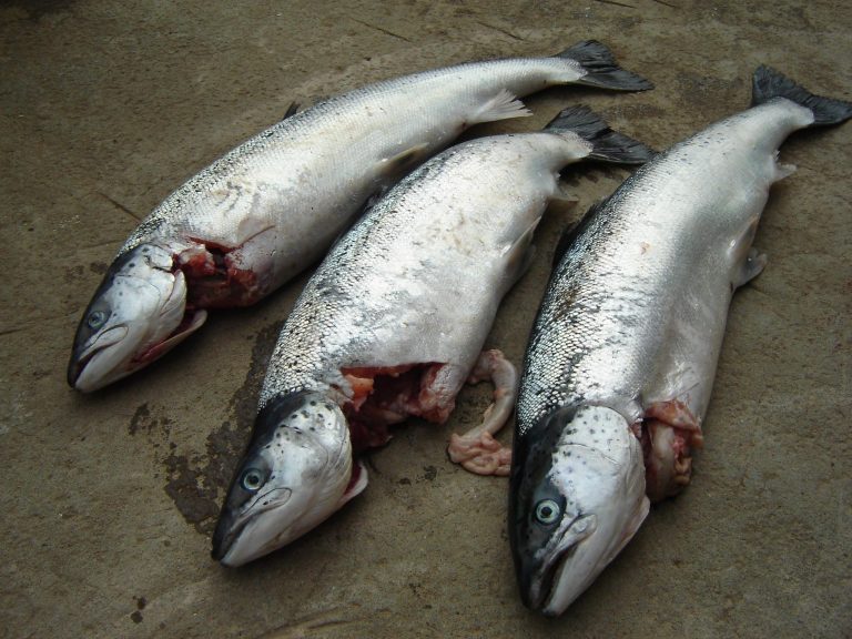 Scotland’s salmon farmers call for compensation for stock lost in seal attacks: “The law is a mess”