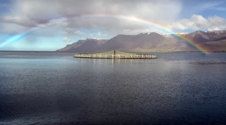 With 8,542 tonnes harvested so far this is Arctic Fish’s strongest ever year