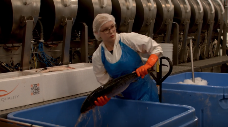 Salmon farmers ask for more time, as report calculates Discovery Islands “devastating” decision will wipe out $390 million in annual economic output