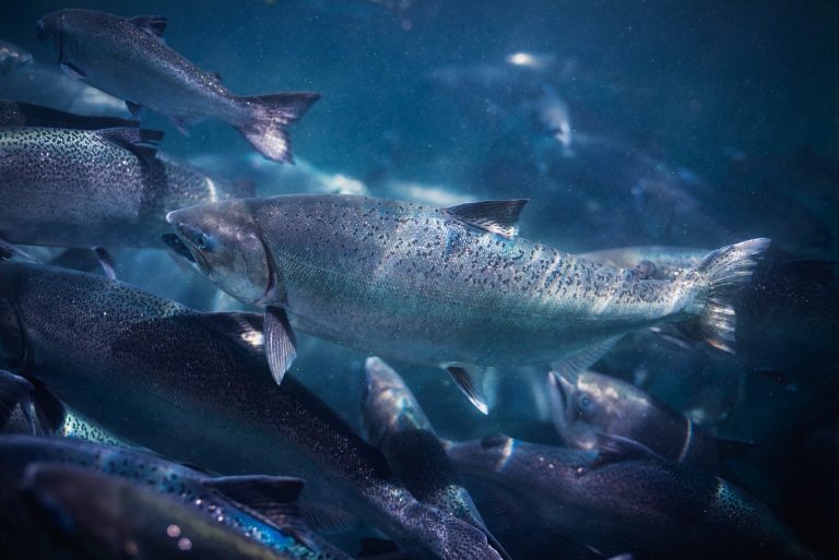 NZ King Salmon posts 67% reduction in EBIT