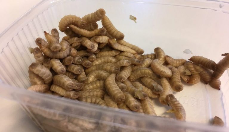 These fly larvae are fed on fish farm sludge
