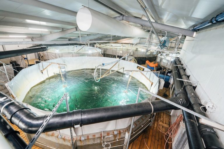 Trouble for land-based salmon’s main player can have extensive ripple effects