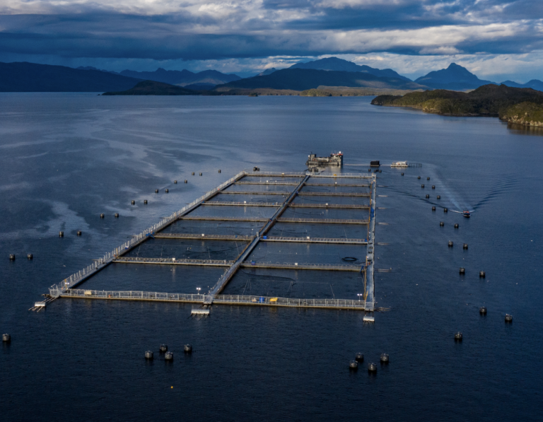 Low oxygen levels kill 300,000 salmon at Chilean farm