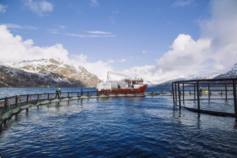 The price of salmon is weakening, after a 40 per-cent hike over the past month
