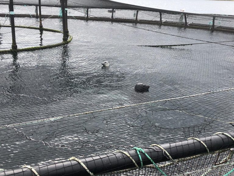Anglers now calling for seals to be culled in Scotland after years of vilifying salmon farmers