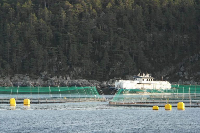 New hit as salmon price has fallen 25% in two weeks