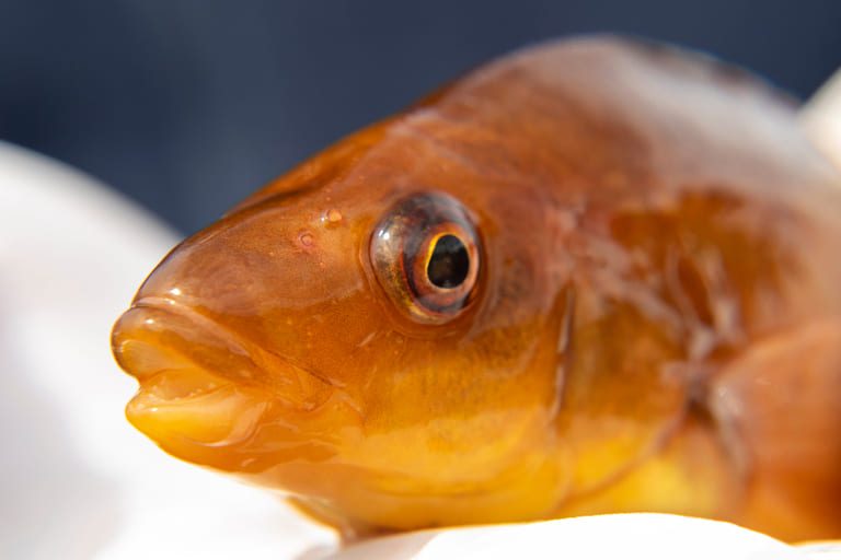 Mowi team up with Stirling University for new wrasse vaccines