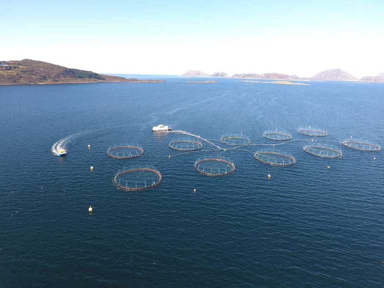The volatility continues as salmon price falls back
