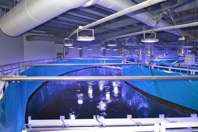 90% superior and no production accidents for first generation salmon at Fredrikstad Seafoods