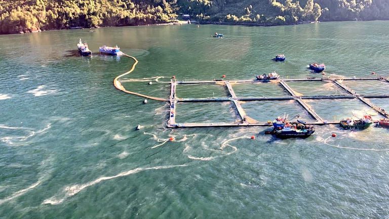 Spanish company developing AI system that’ll predict deadly algea blooms in Chile