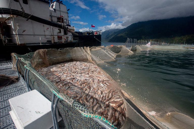 Algae shock slims Chile’s salmon production and dampens supply pressure