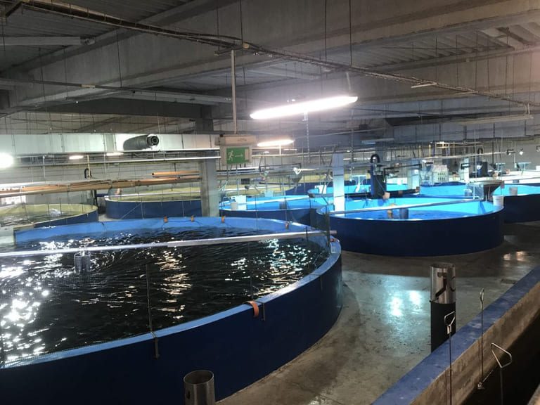 The recipe for land-based salmon farmers’ funding is beginning to crack