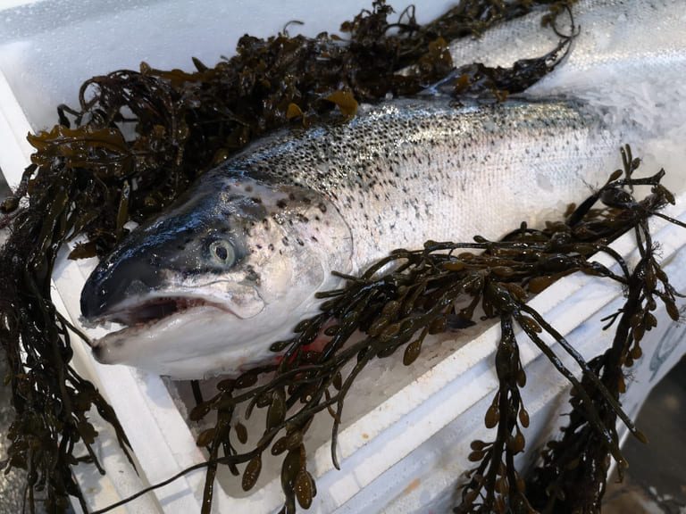 Farmed no more: Scottish salmon wins landmark labelling case
