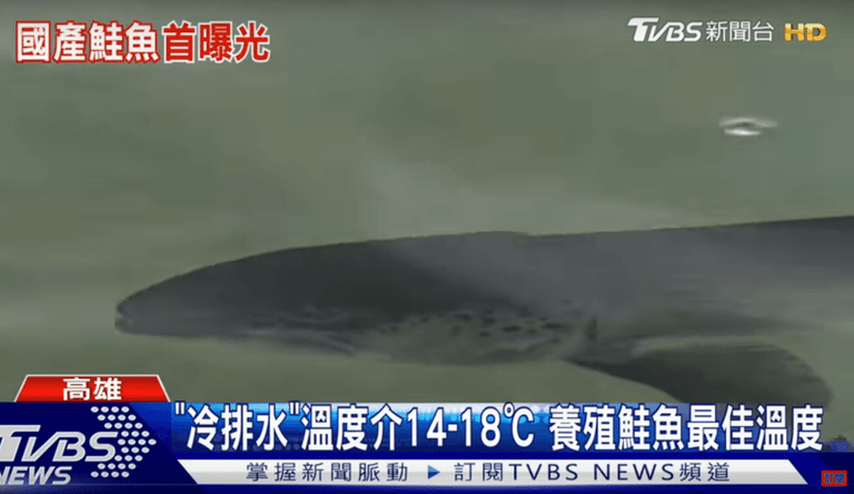 Land-based fish farm is producing Taiwan’s first domestic salmon