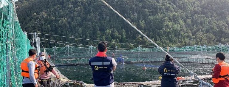 Deaths increase in algea bloom hit Chile