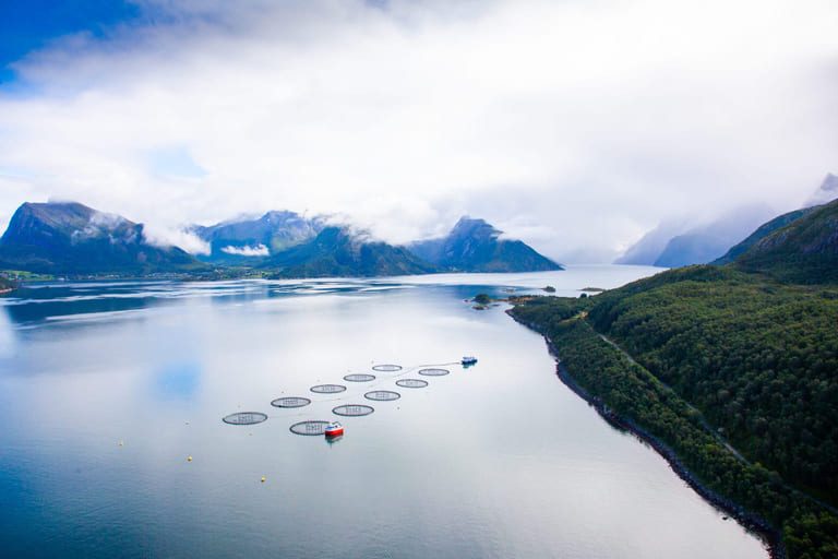 PD outbreak suspected for Mowi-backed farmer