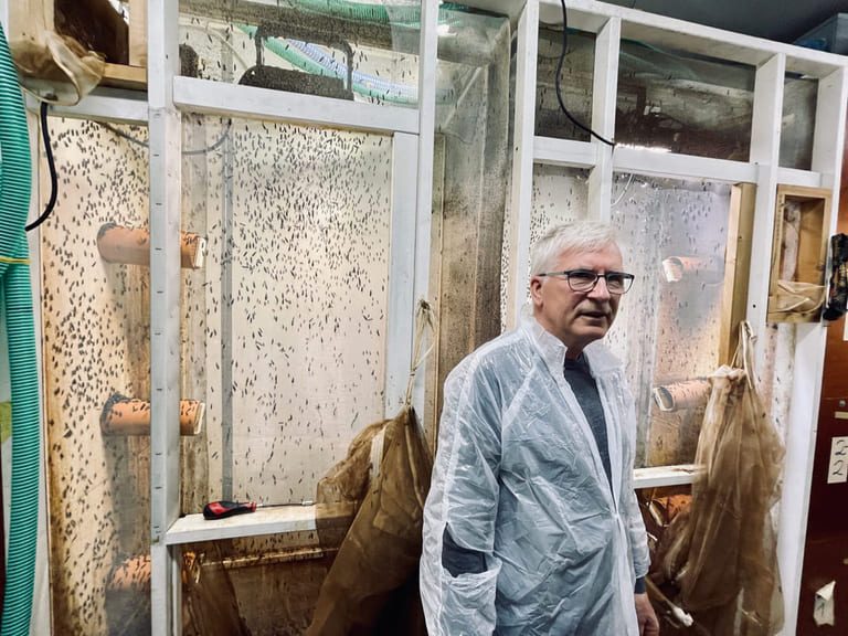 Family start-up wants to feed 10,000 tonnes of salmon with soldier fly larvae