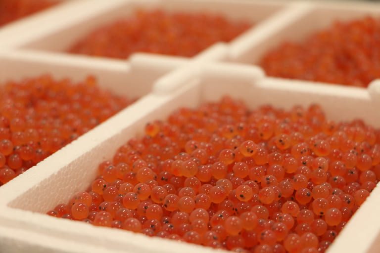 “Significant breakthrough” with genetic discovery in fight against fish disease