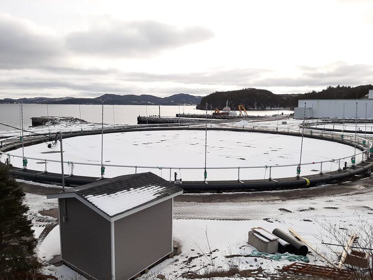 Logistics trouble in Canada: Grieg halves smolt release in Newfoundland