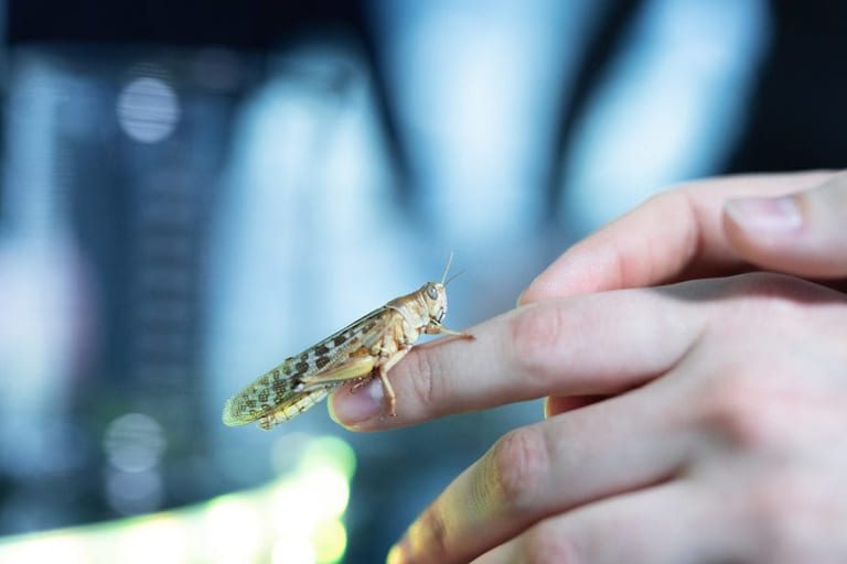 They wanted to buy grasshopper feed on a large scale. Now Salmon Group claims it was just “midwifery”