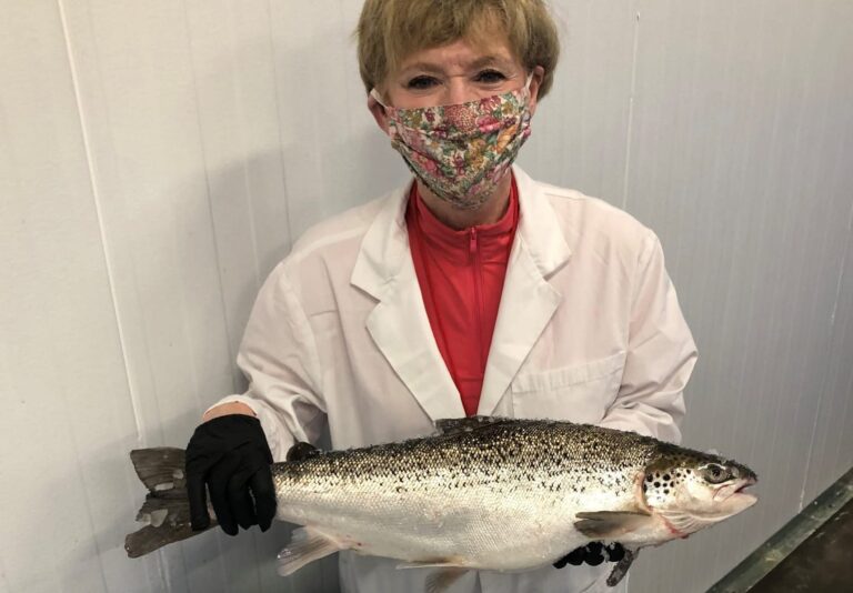 AquaBounty boosts genetically engineered Atlantic salmon harvest by 46% in Q1 2022