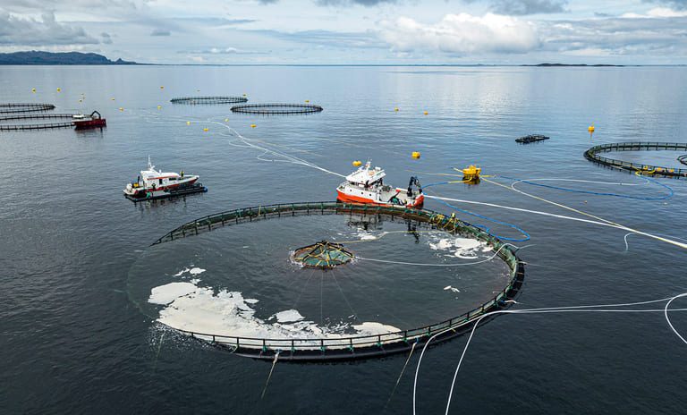 Fish put into experimental submersible pen project for third time