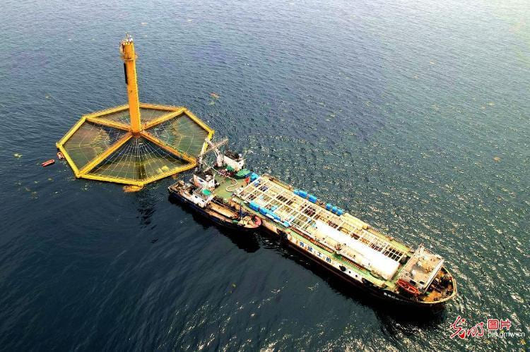 First large-scale fish harvest starts from China’s “Deep Blue 1”