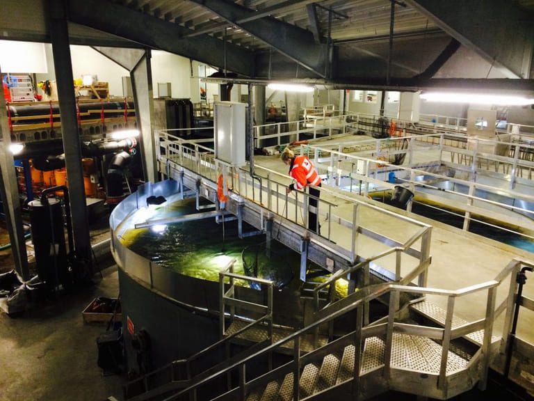 Stolt-Nielsen: “It was a mistake to sell the salmon business”