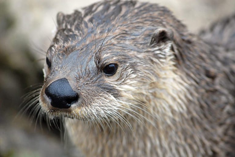Otters cause 8,000 salmon escape