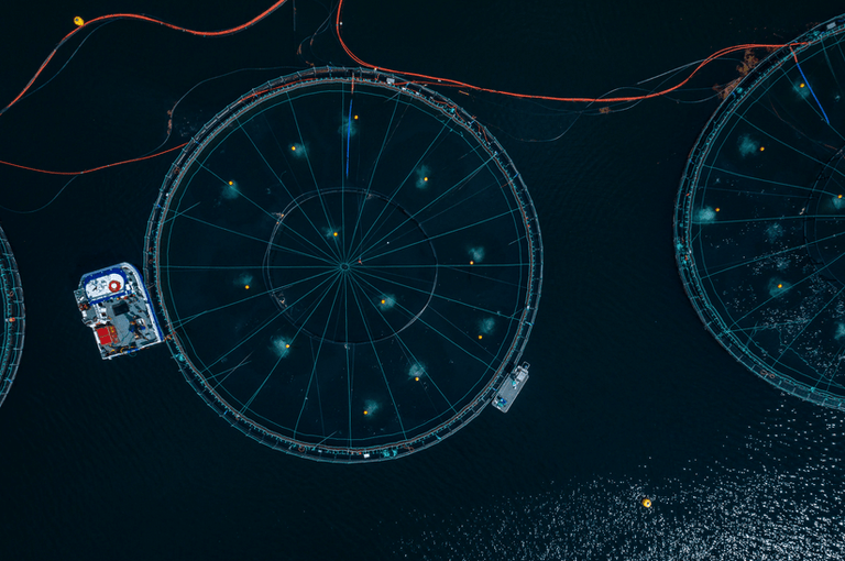 Unpredictable risks like low oxygen waters, large temperature swings, and plankton blooms: “We have the tools to constrain those risks”