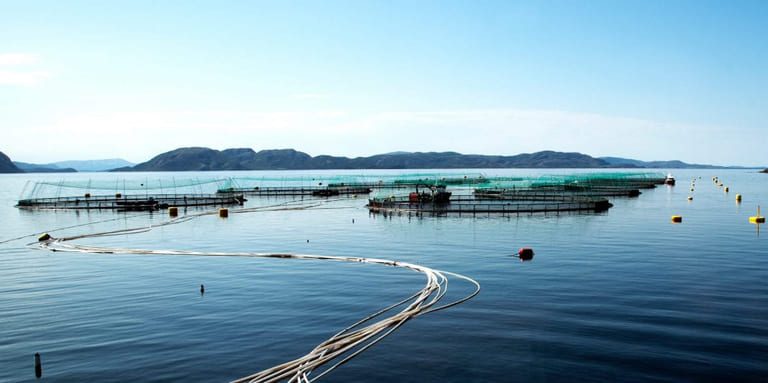 Price increase on smaller sizes, the big salmon is stable