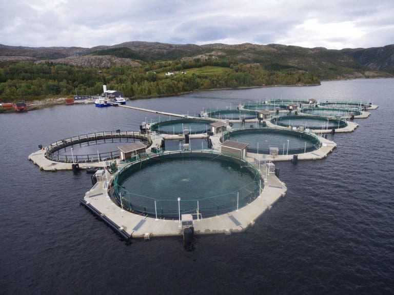 Gill trouble on smolt reduced large parts of Akvafuture’s harvest volume