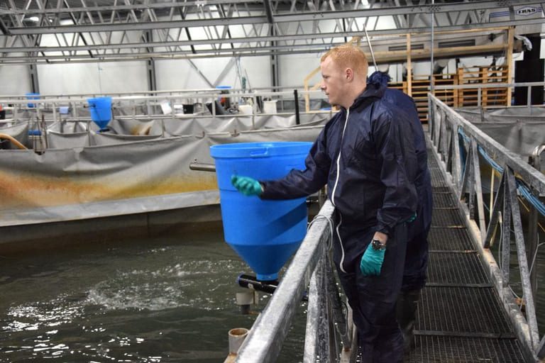 New losses for land-based salmon farmer. Danish Salmon has only been in the black once since its inception in 2009