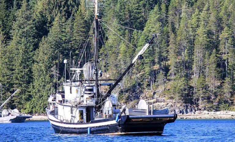 Harvesters say people have been fooled “into thinking this is the answer to the salmon crisis”