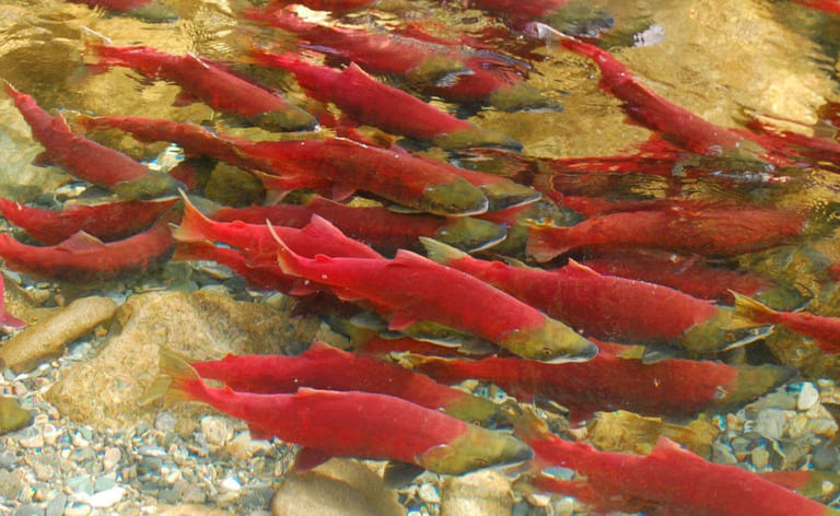 Study finds Pacific and Atlantic salmon can resist PRV infection without major metabolic cost