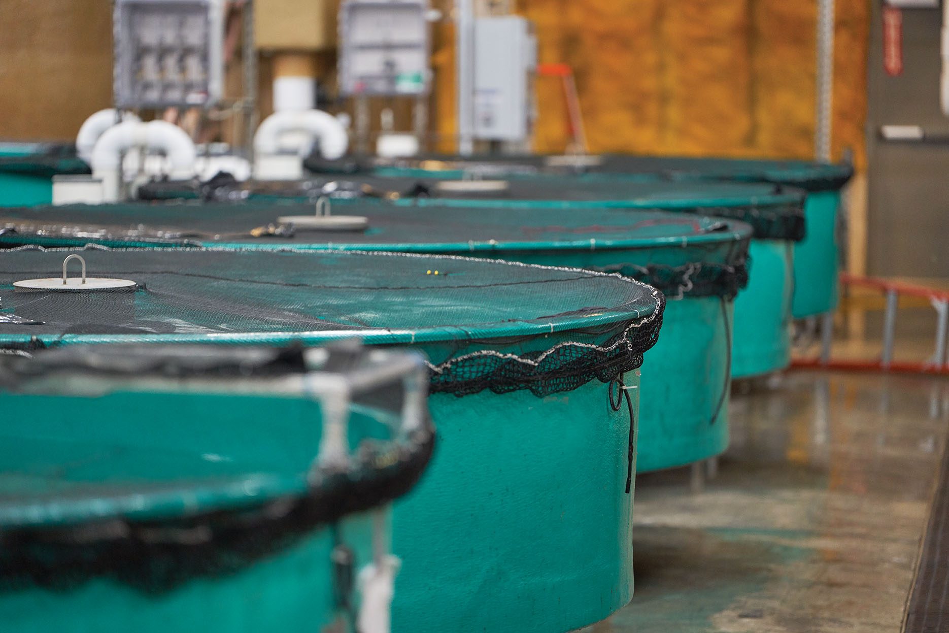 AquaBounty to locate new GM salmon farm in Ohio SalmonBusiness