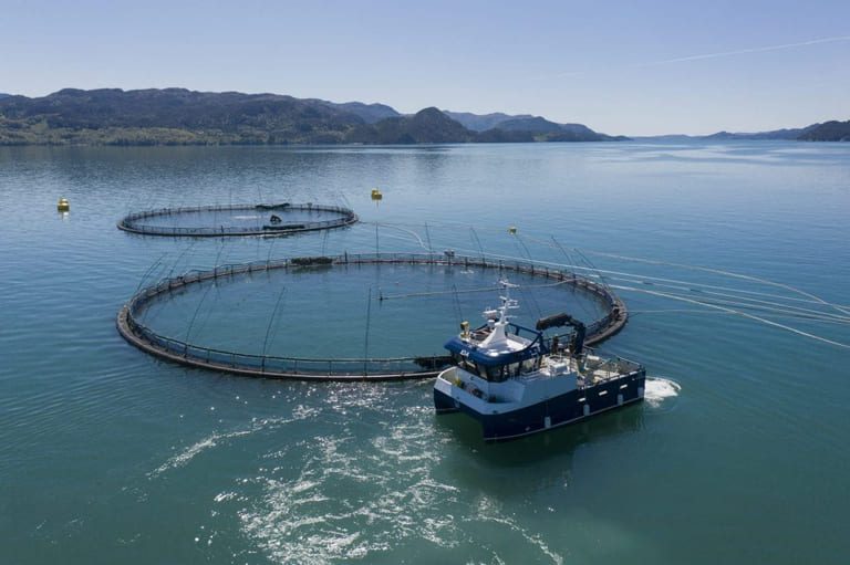 The drop in salmon price was not unexpected