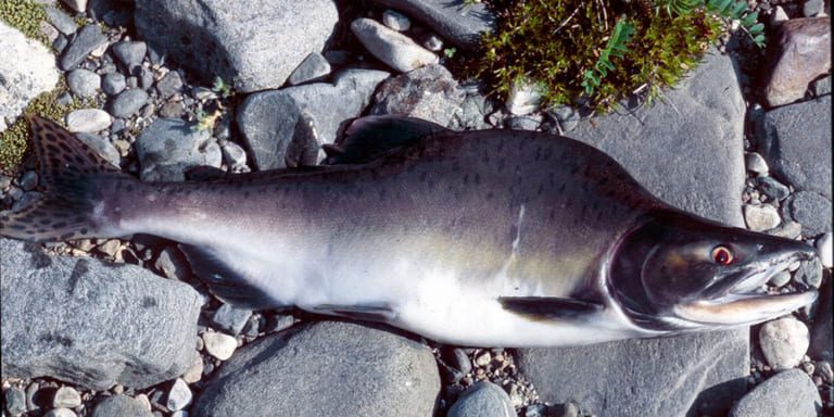 70,000 pink salmon caught in Norwegian rivers