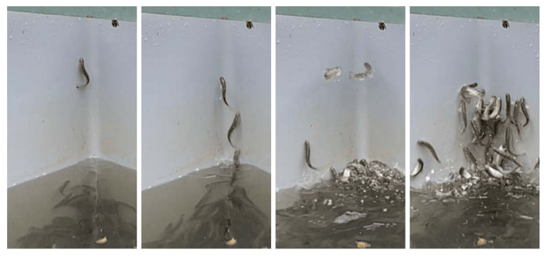 Strange salmon behaviour may be down to cocaine, say authorities