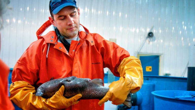 New genetic tools to speed the farming of Atlantic salmon are being made available for first time
